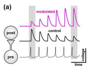 Neuromodulation_Fig1a_NadimBucher2014.png