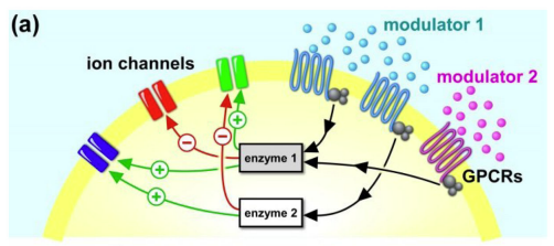 Neuromodulation_Fig2a_NadimBucher2014.png