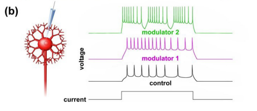 Neuromodulation_Fig2b_NadimBucher2014.png